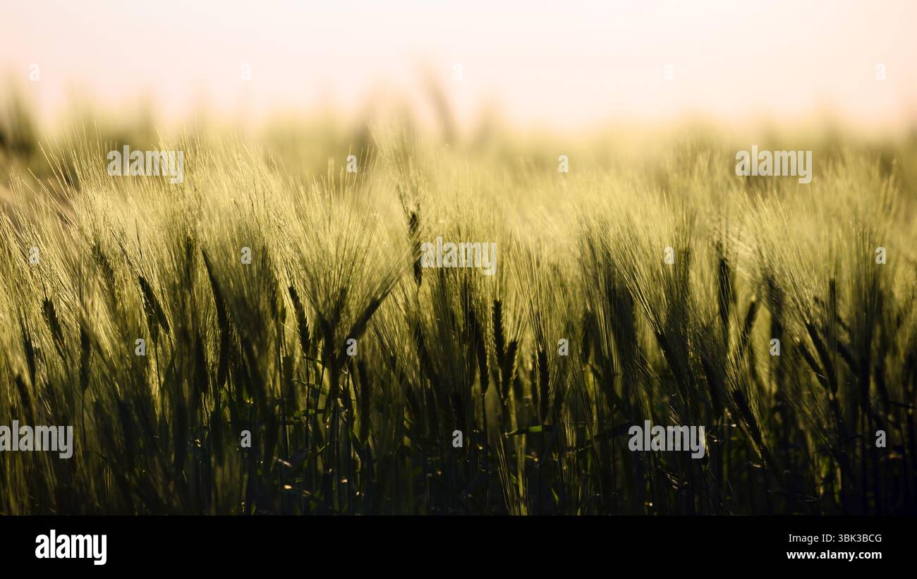 Foto ravvicinata di un po' di grano fresco all'aperto Foto Stock
