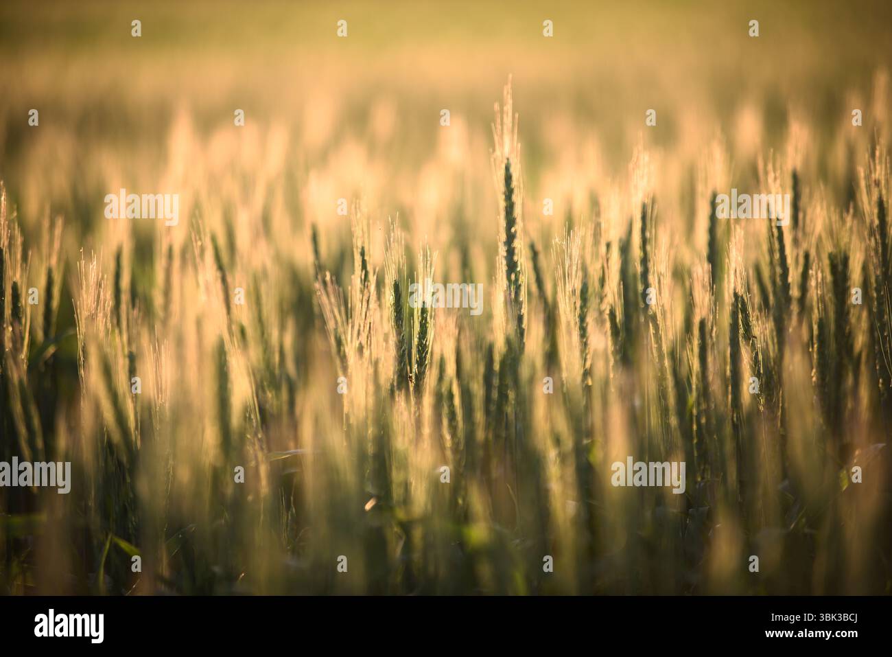 Foto ravvicinata di un po' di grano fresco all'aperto Foto Stock