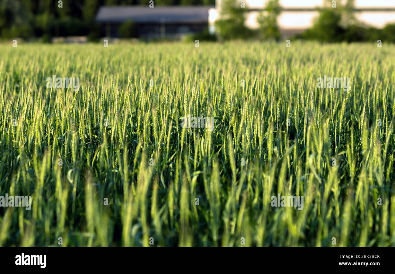 Foto ravvicinata di un po' di grano fresco all'aperto Foto Stock