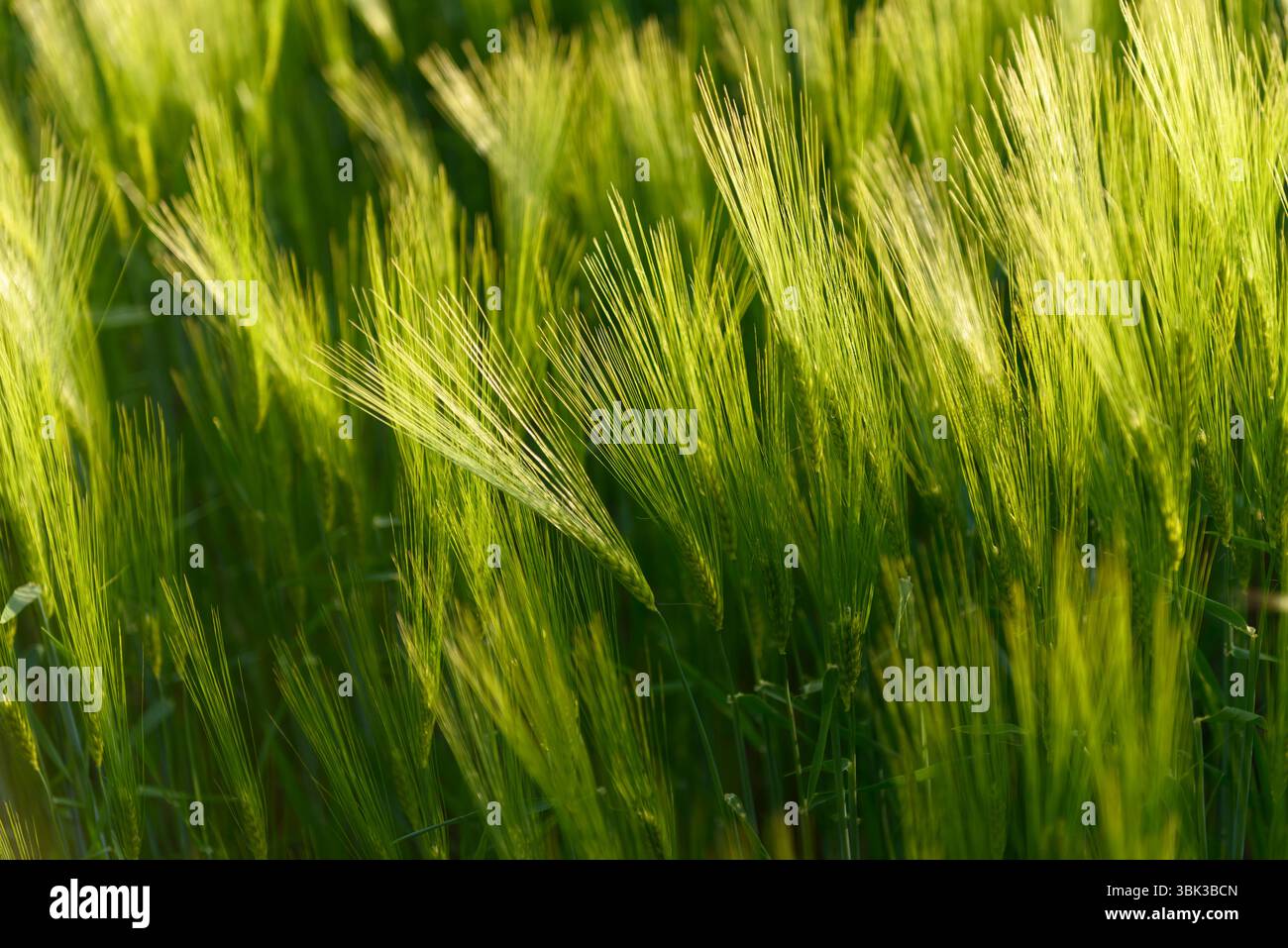 Foto ravvicinata di un po' di grano fresco all'aperto Foto Stock