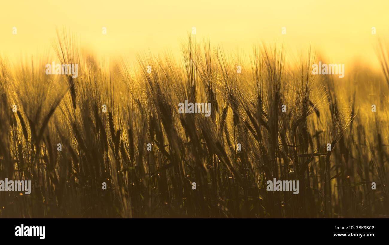 Foto ravvicinata di un po' di grano fresco all'aperto Foto Stock