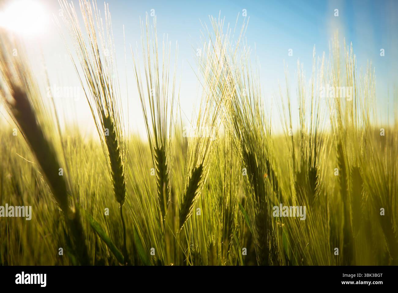 Foto ravvicinata di un po' di grano fresco all'aperto Foto Stock