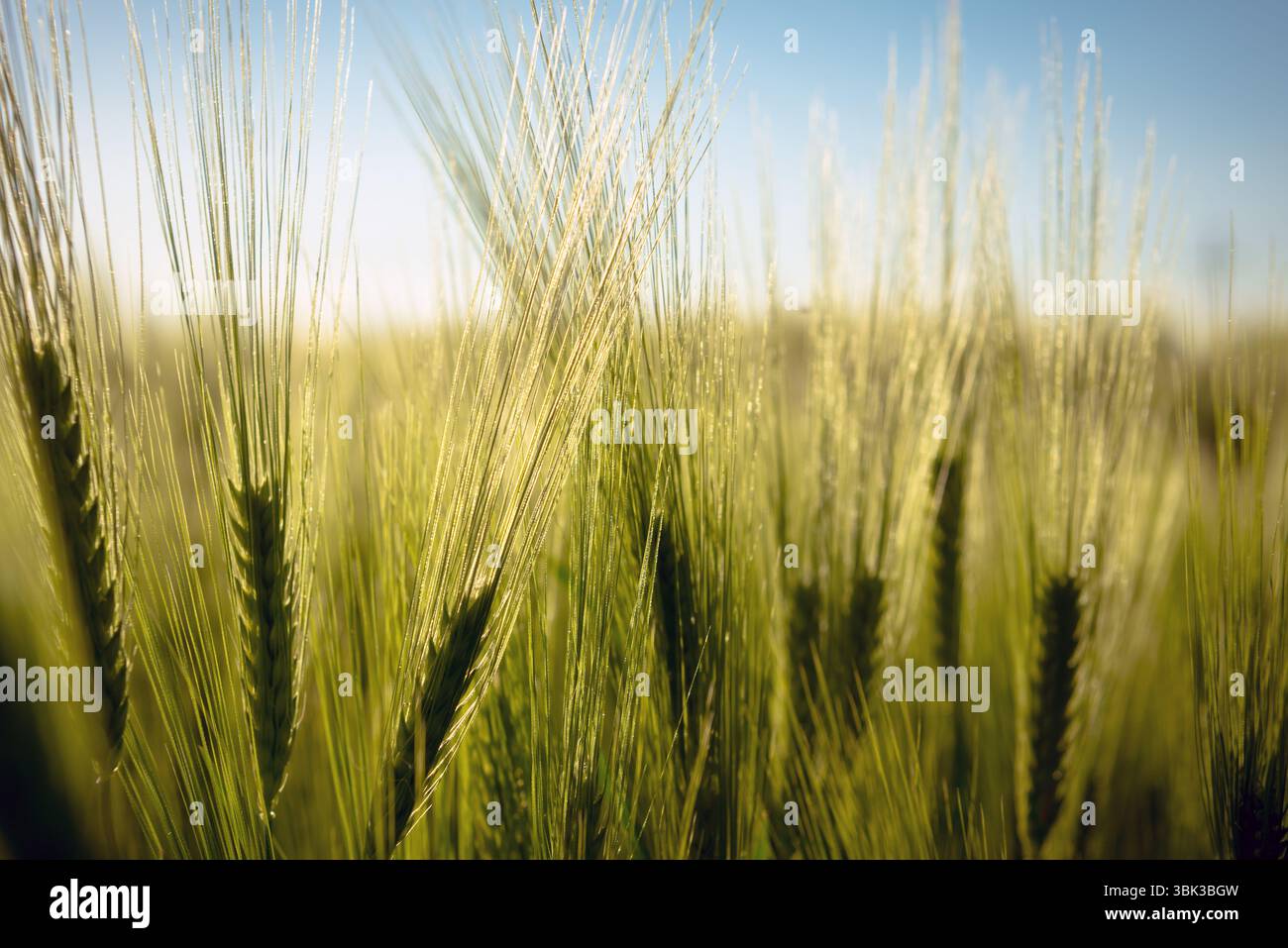 Foto ravvicinata di un po' di grano fresco all'aperto Foto Stock
