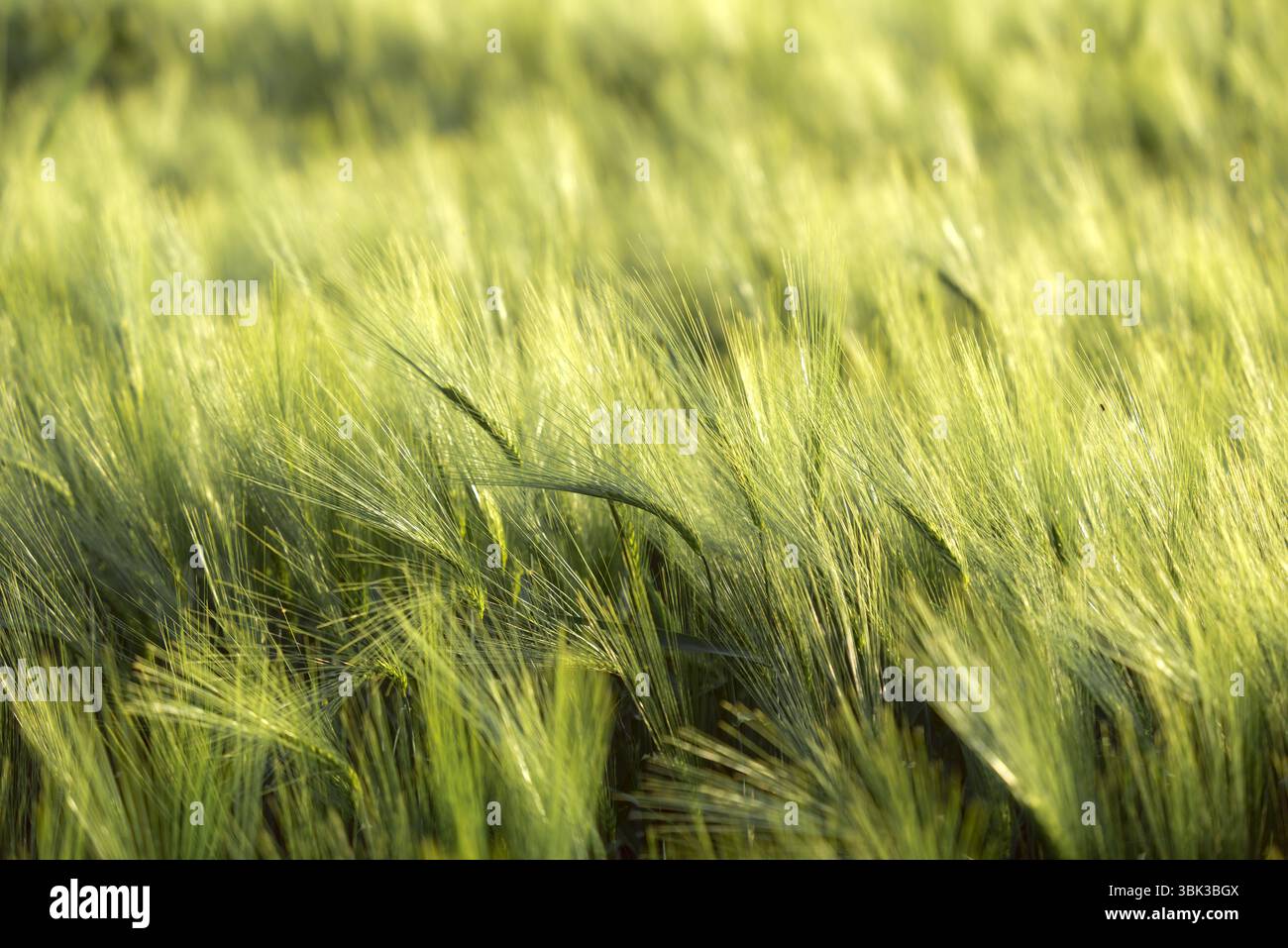 Foto ravvicinata di un po' di grano fresco all'aperto Foto Stock
