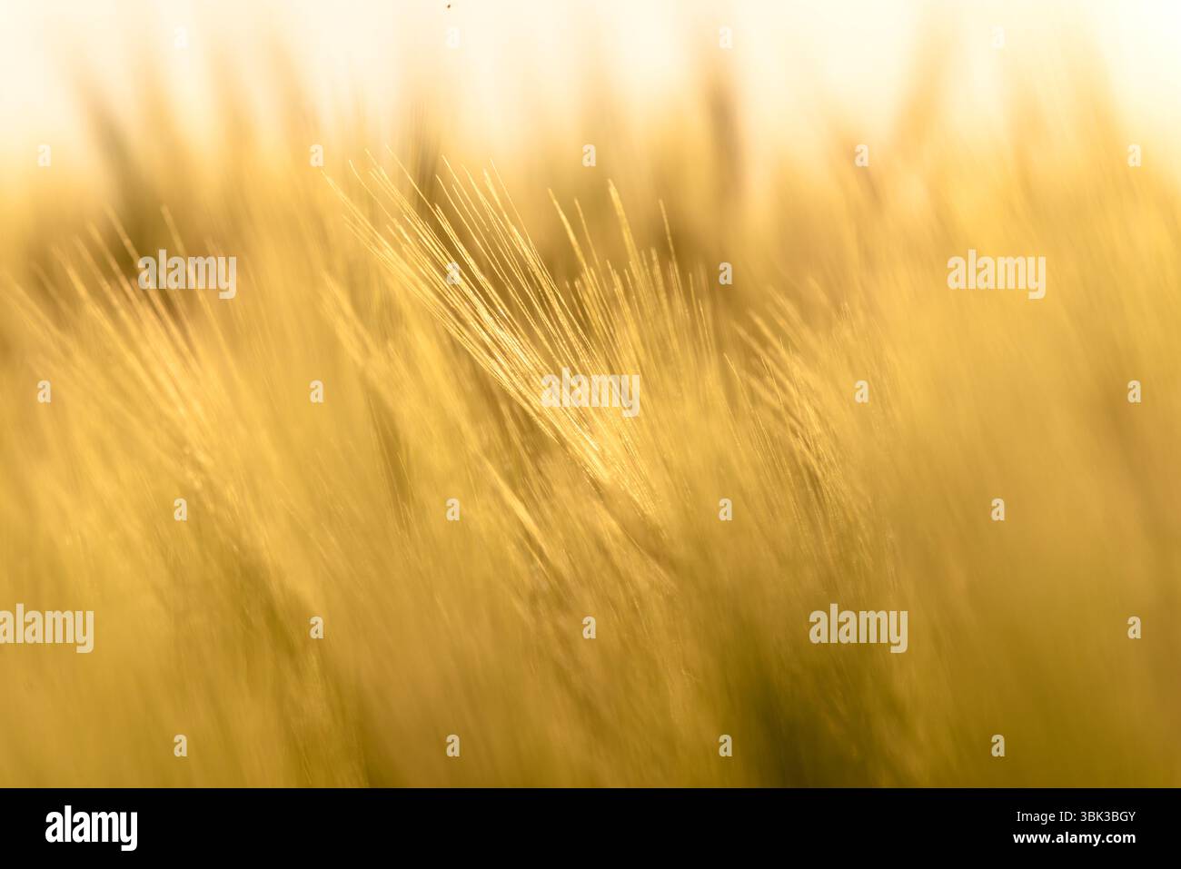 Foto ravvicinata di un po' di grano fresco all'aperto Foto Stock