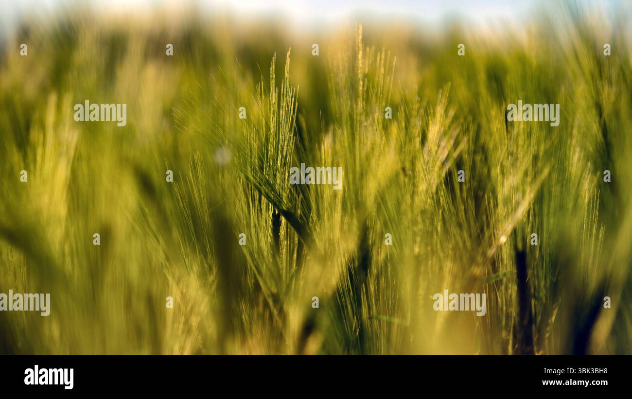 Foto ravvicinata di un po' di grano fresco all'aperto Foto Stock