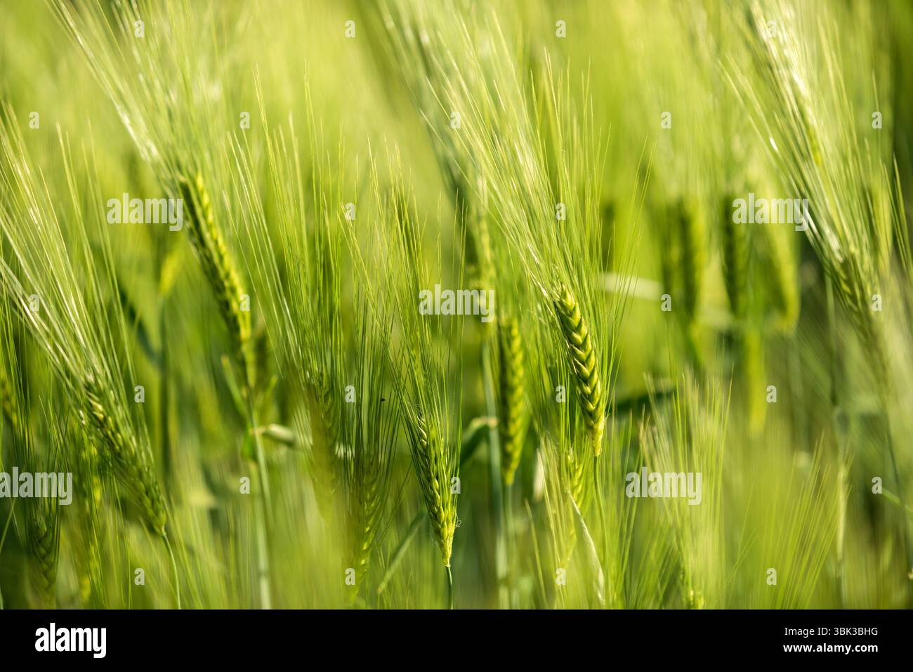 Verde grano fresco closeup foto all'aperto a campagna Foto Stock