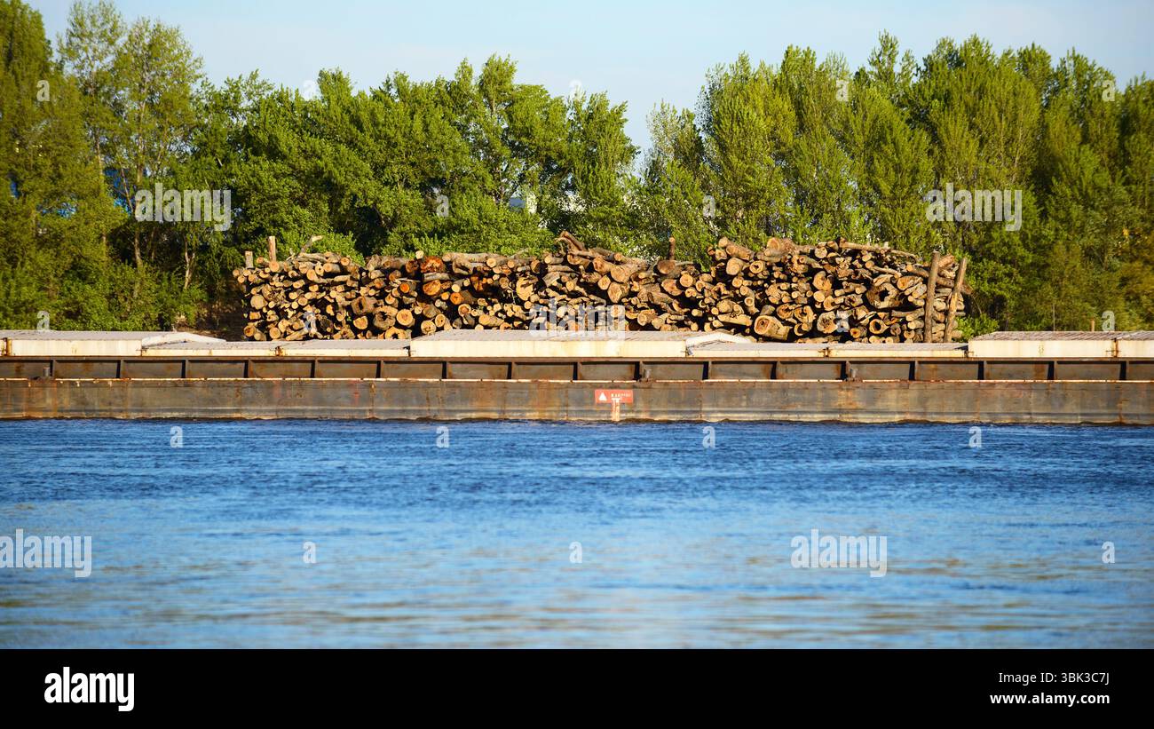 Molti tronchi di legno trasportati in barca dall'acqua Foto Stock