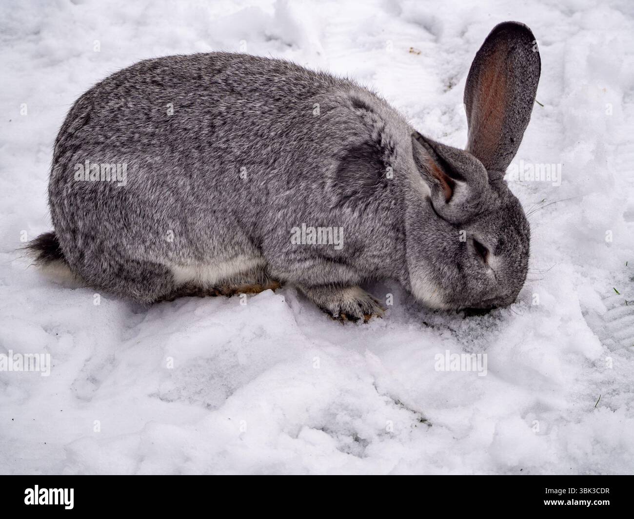 Coniglio gigante continentale che si forgia nella neve Foto Stock