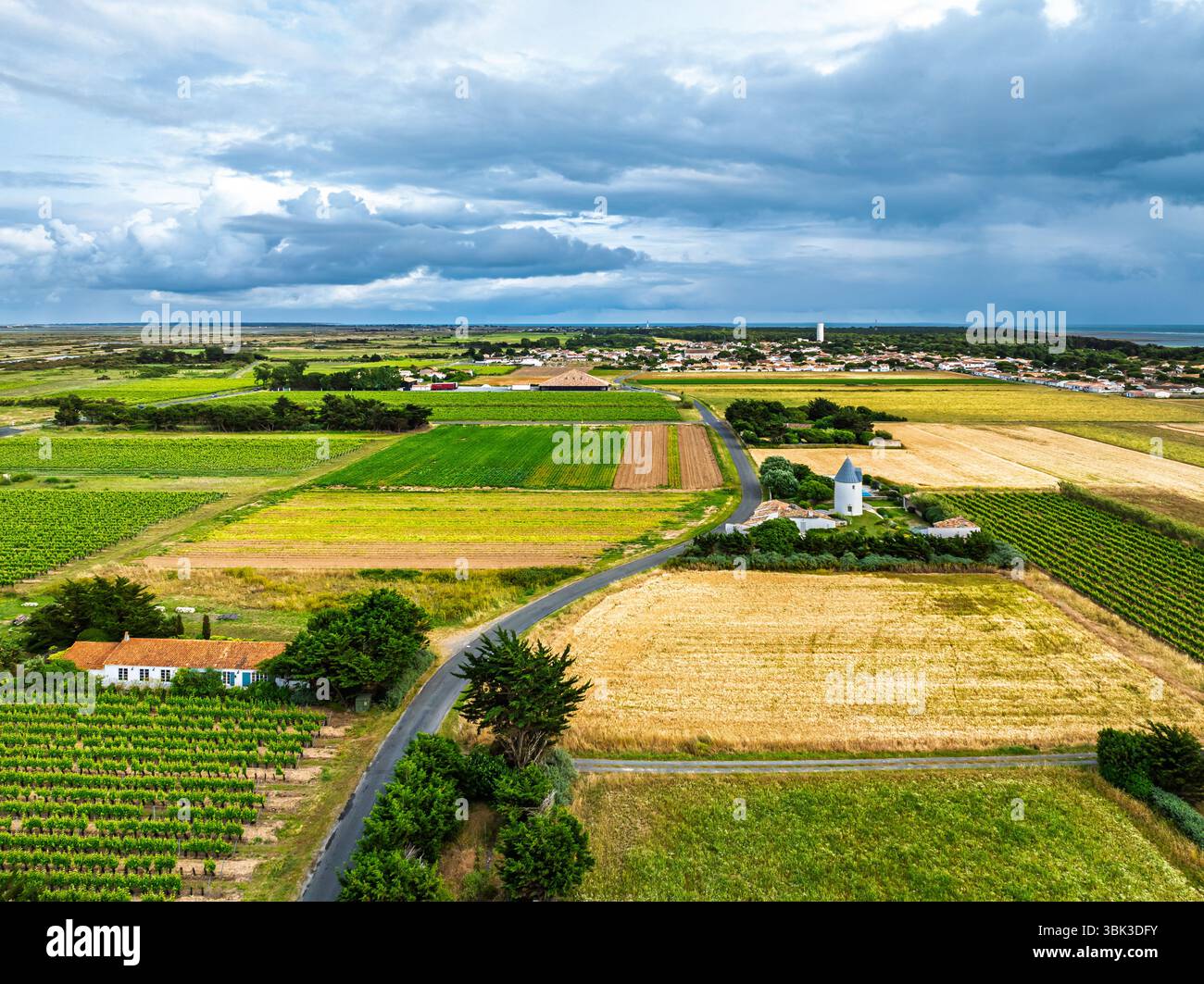 Campi e piantagioni di uva da un drone, Saint-Clement-des-Baleines, Atlantico, Francia, Europa Foto Stock