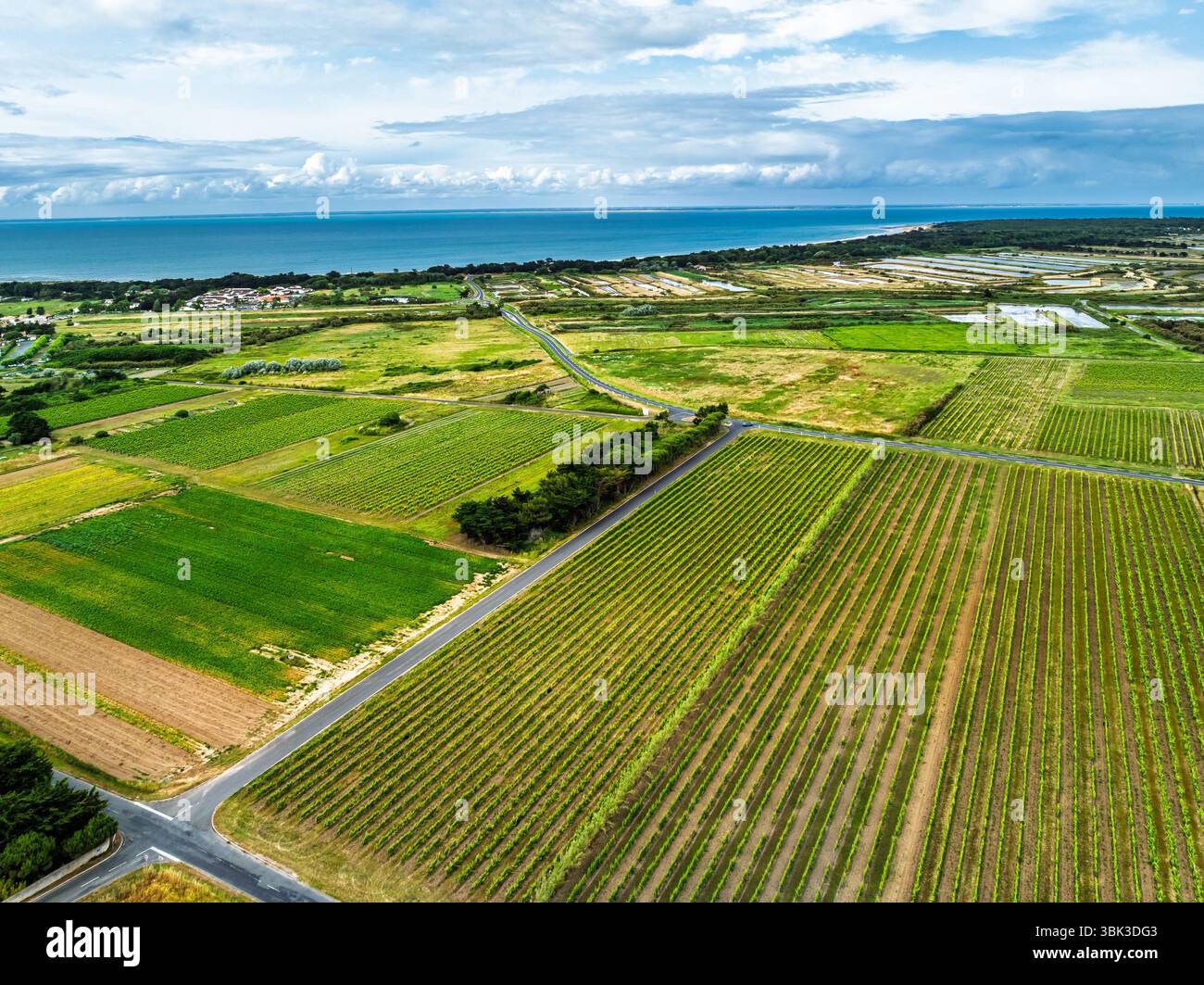 Campi e piantagioni di uva da un drone, Saint-Clement-des-Baleines, Atlantico, Francia, Europa Foto Stock
