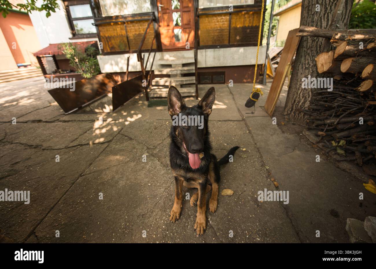 Un cane adulto fuori sulla spiaggia Foto Stock