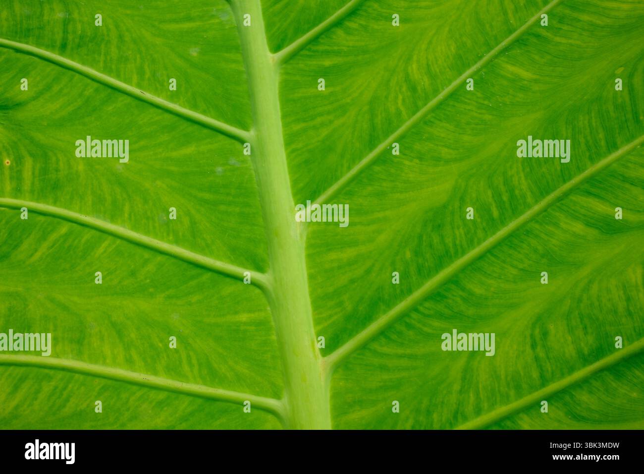 Primo piano di una foglia di loto verde. Kontum. Vietnam. Foto Stock