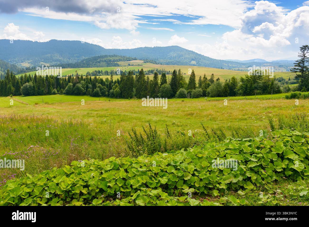 campagna montuosa in estate. foresta e campo verde su colline ondulate. paesaggio sotto il cielo blu con nuvole. splendida vista sul paesaggio rurale. jou Foto Stock