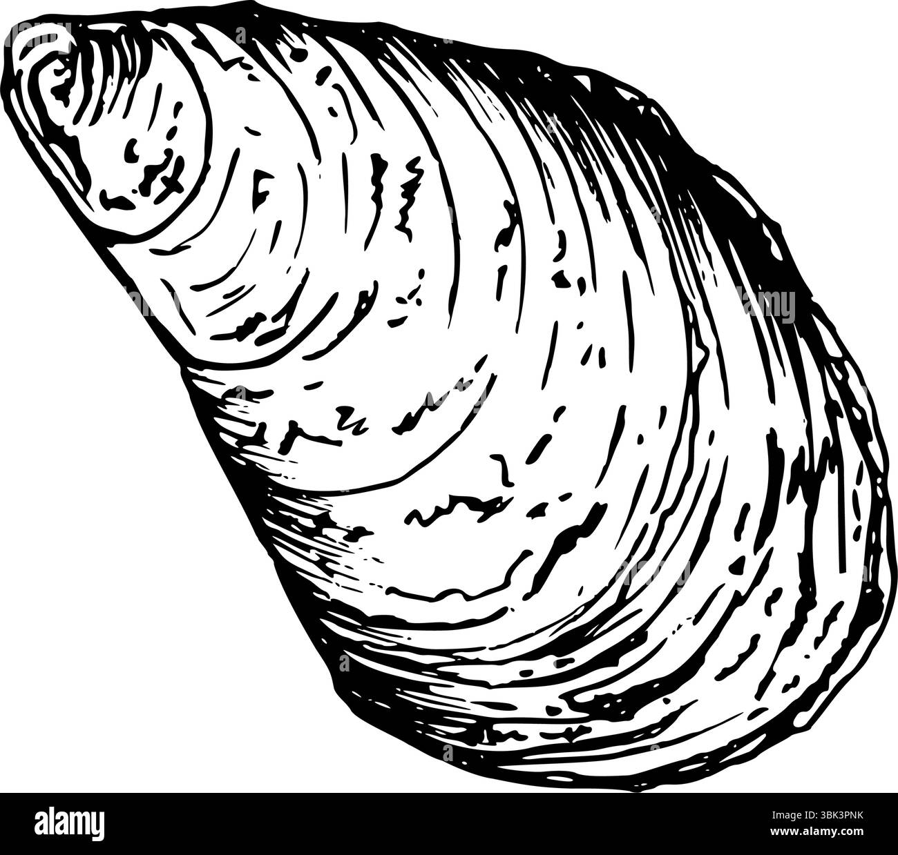 Una conchiglia dettagliata disegnata a mano con texture e motivo naturali. Illustrazione vettoriale in bianco e nero isolata su sfondo bianco. Schizzo nella grafica della linea Illustrazione Vettoriale