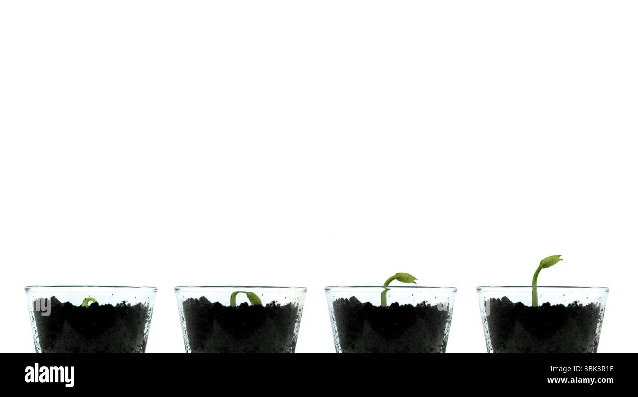 Impianti di Smal isolata contro bianco foto artistiche Foto Stock