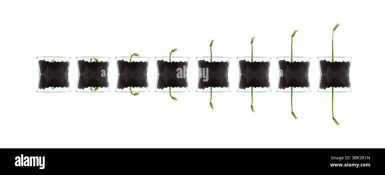 Impianti di Smal isolata contro bianco foto artistiche Foto Stock