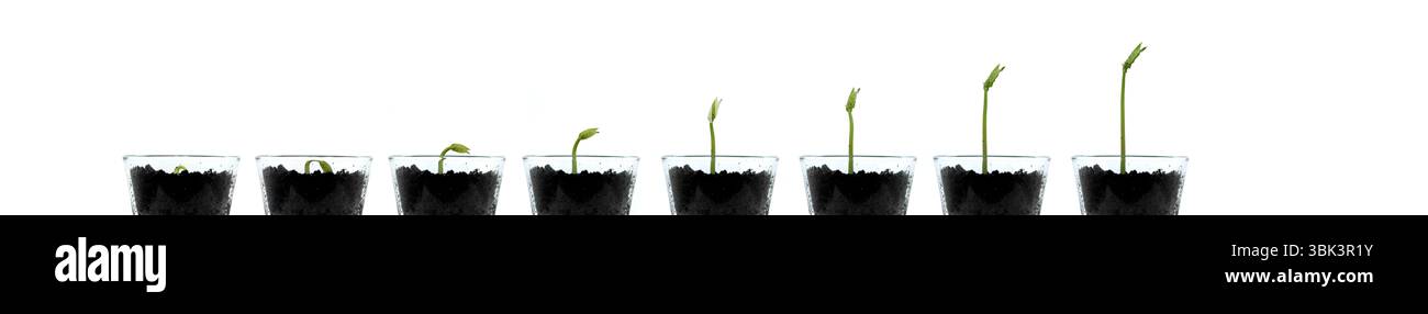 Impianti di Smal isolata contro bianco foto artistiche Foto Stock