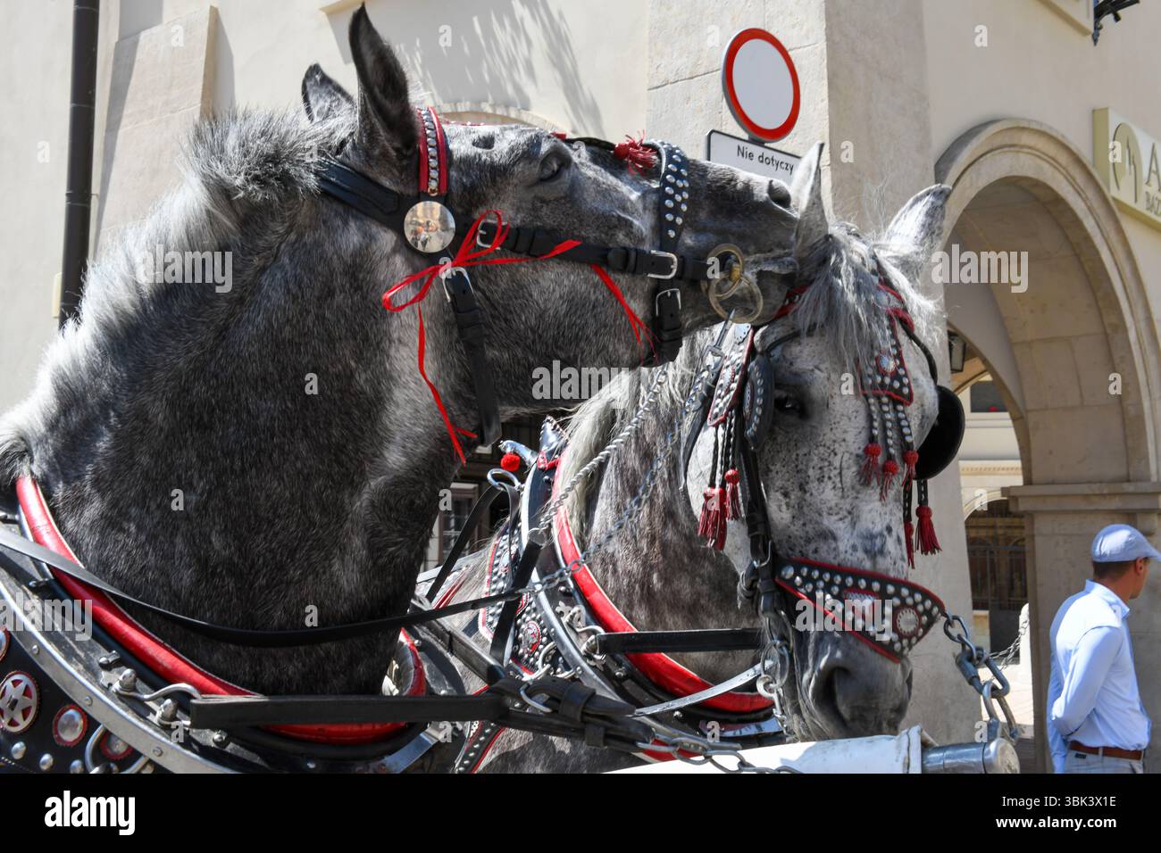 Cracovia, Polonia - 7 giugno 2025: Vista ai cavalli nella piazza principale di Cracovia sulla Polonia Foto Stock