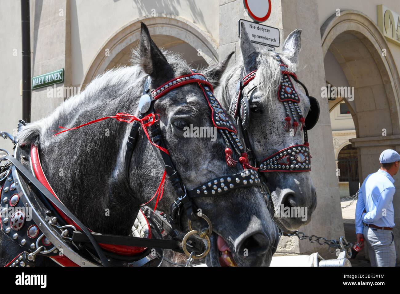 Cracovia, Polonia - 7 giugno 2025: Vista ai cavalli nella piazza principale di Cracovia sulla Polonia Foto Stock