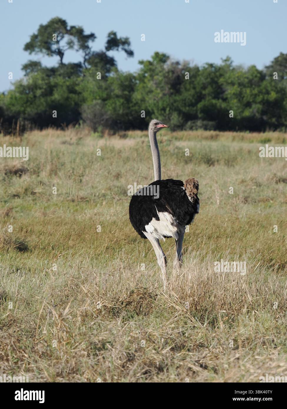 Lo struzzo comune è l'uccello che corre più veloce, anche il più pesante. Un certo numero di femmine deporranno in un unico nido, il maschio incuberà le uova a nido. Foto Stock