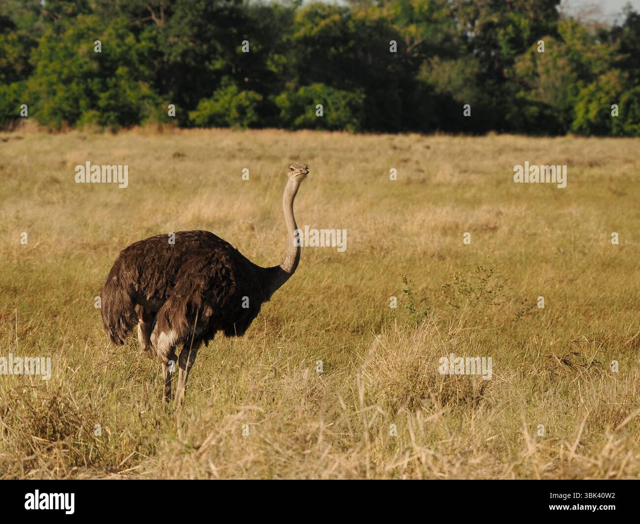 Lo struzzo comune è l'uccello che corre più veloce, anche il più pesante. Un certo numero di femmine deporranno in un unico nido, il maschio incuberà le uova a nido. Foto Stock