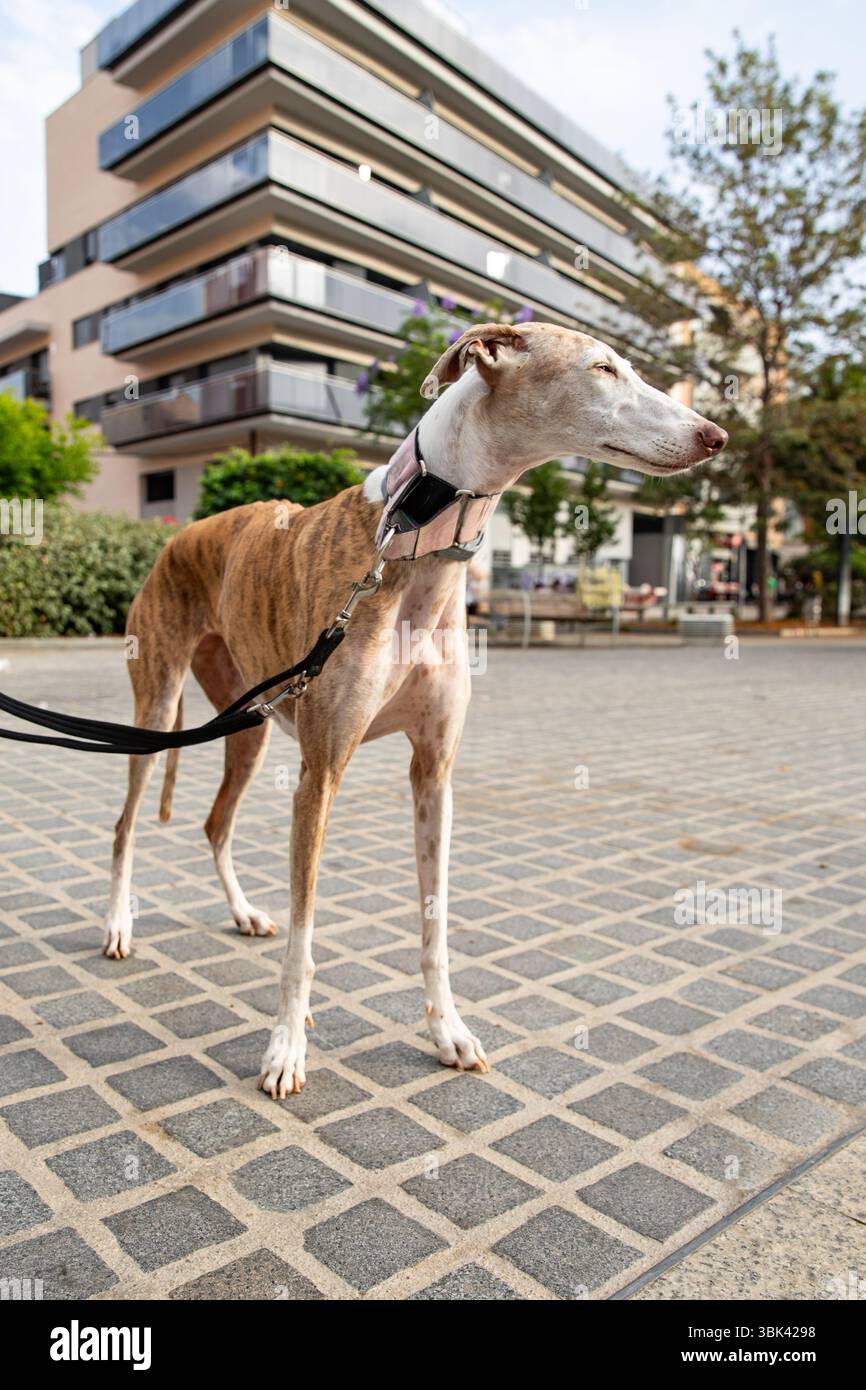 Il cane rosso a bocca aperta in giro Foto Stock