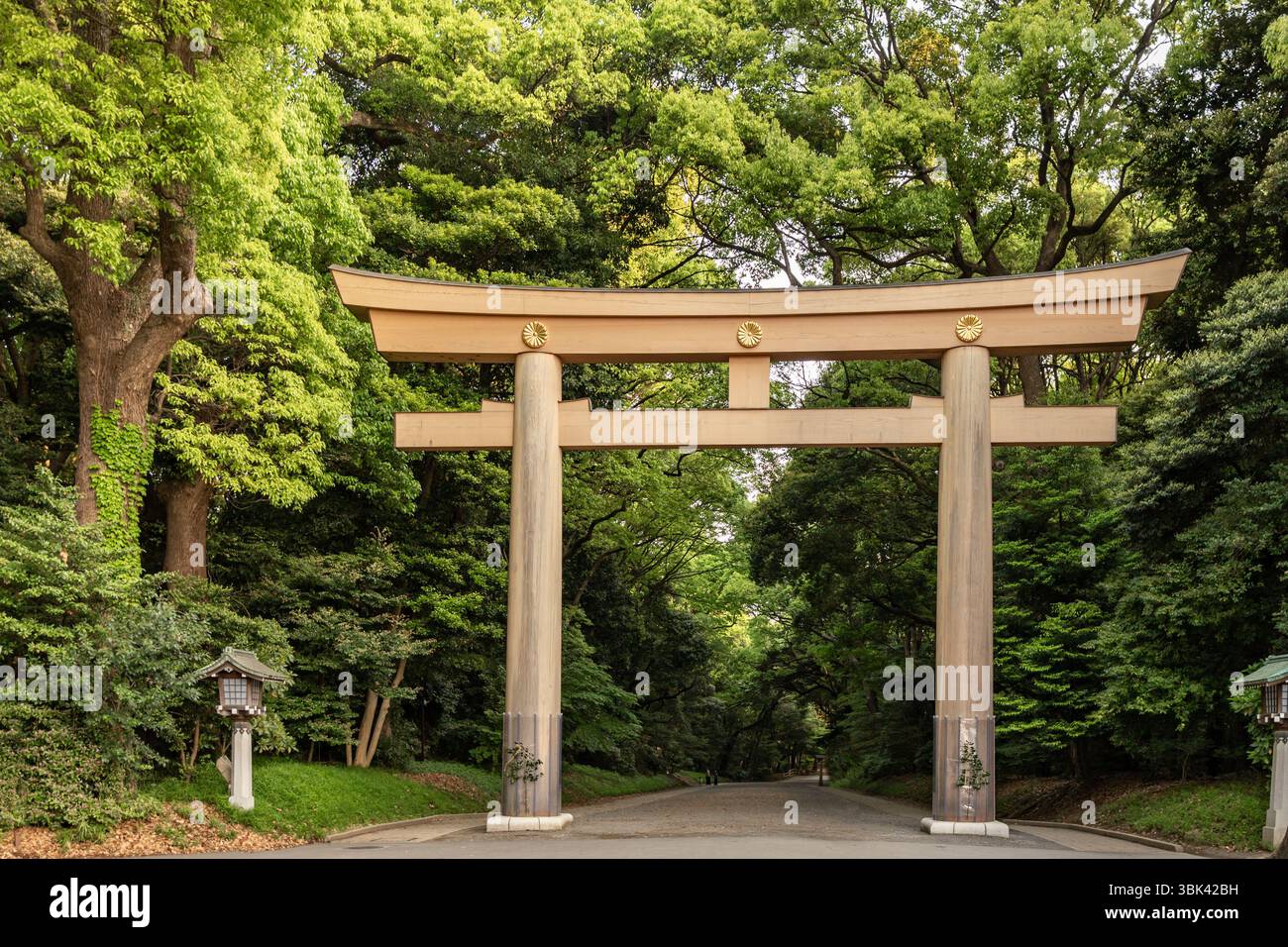 Porta Torii in piedi all'entrata del Santuario Meiji Jingu, Shibuya, Tokyo, Giappone Foto Stock