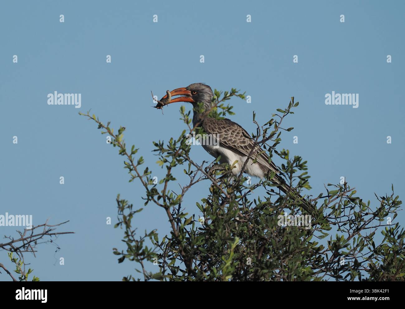 Il carpino di Bradfield è un carpino di medie dimensioni con un raggio limitato nell'Africa meridionale. Si trova nel Botswana settentrionale, compresa la regione del Delta. Foto Stock