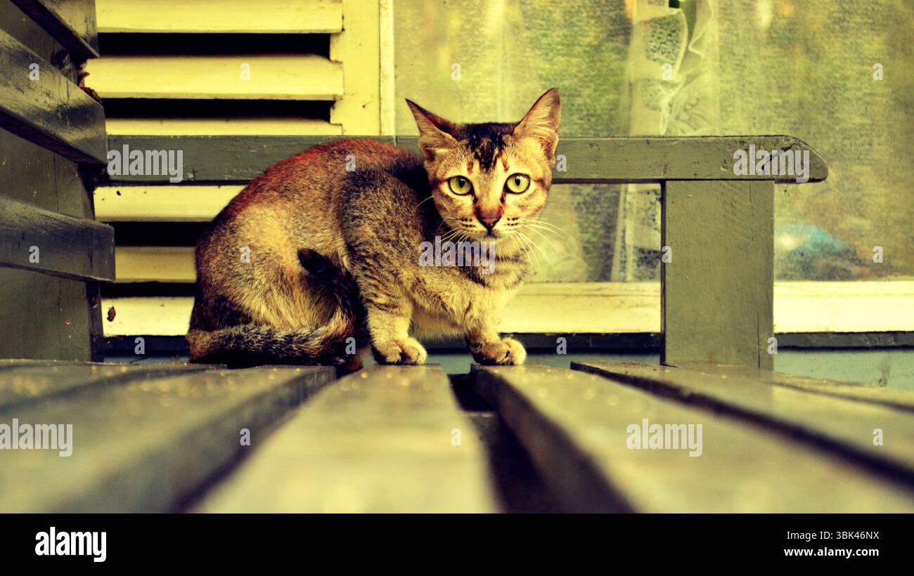 un gatto che ha paura di essere fotografato. Voleva scappare quando avrei fatto la sua foto. Foto Stock