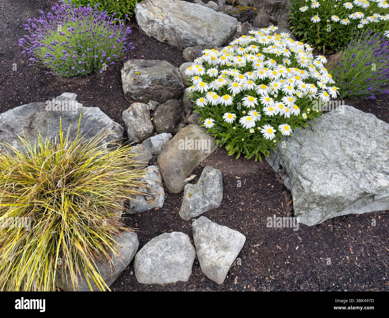 Giardino con aiuole di fiume in pietra secca con vari fiori e piante erbose durante la tarda stagione primaverile Foto Stock