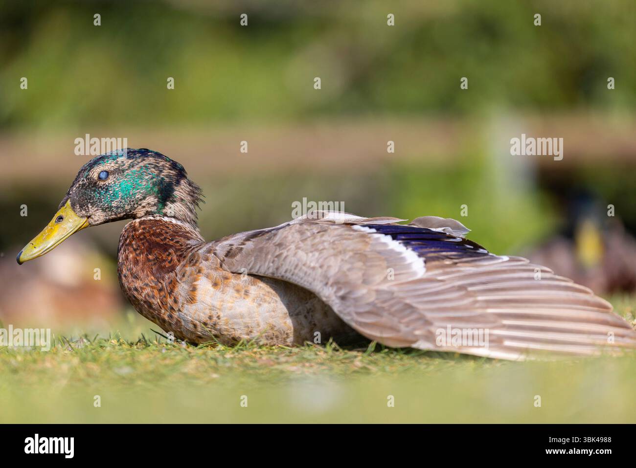 Kidderminster, Regno Unito. 18 giugno 2024. Meteo nel Regno Unito: Un'anatra spalanca le ali per terra per regolare la temperatura corporea e mantenere gli oli nelle piume mentre prende il sole durante una giornata di sole a giugno nelle Midlands. La temperatura sta aumentando rapidamente raggiungendo i 25 gradi celsius molto comodi. Crediti: Lee Hudson/Alamy Live News Foto Stock