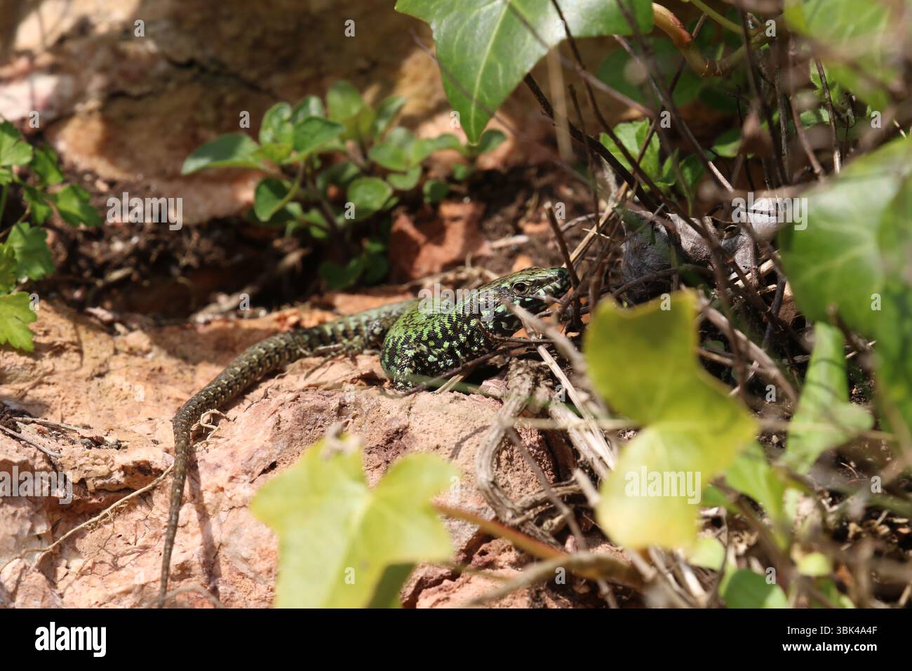 Lucertola comune maschile - Podarcis muralis Foto Stock