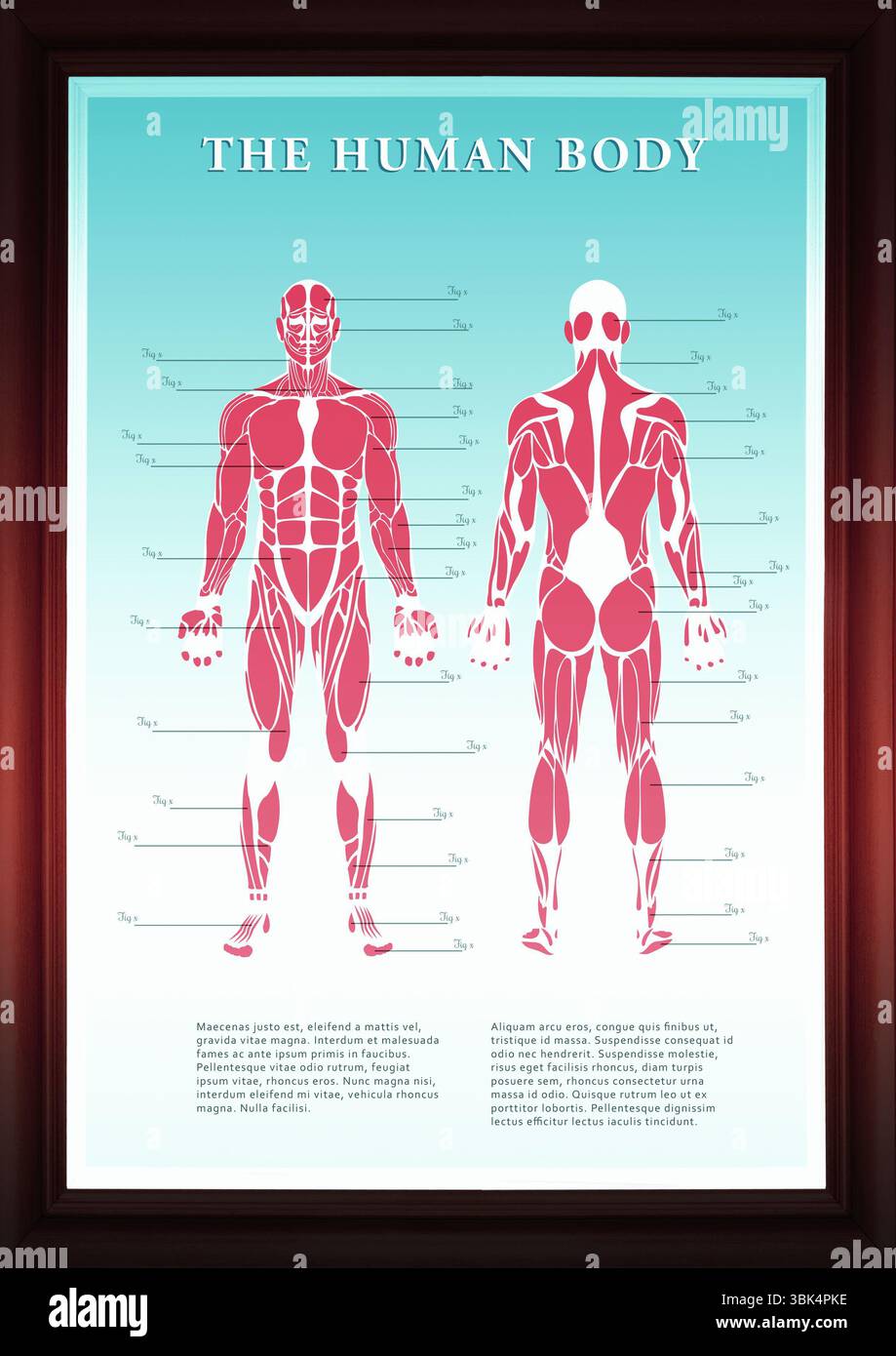 Visualizzazione di un grafico anatomico con cornice in legno con figure muscolari rosse con puntatori Foto Stock