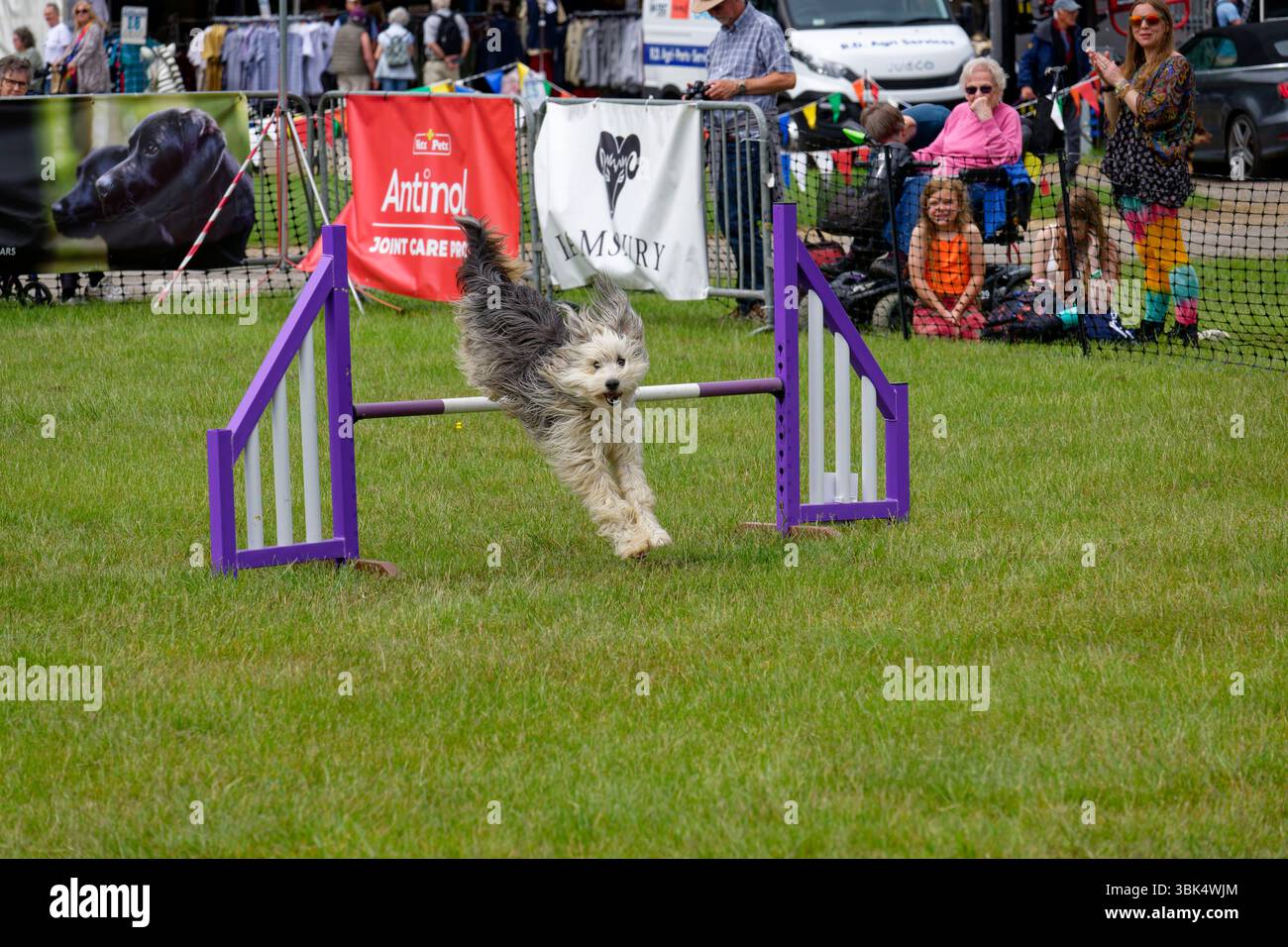 Questo vecchio cane da pastore inglese sembra davvero godersi il salto al Bath & West Show Pawsability Dog Agility. Foto Stock