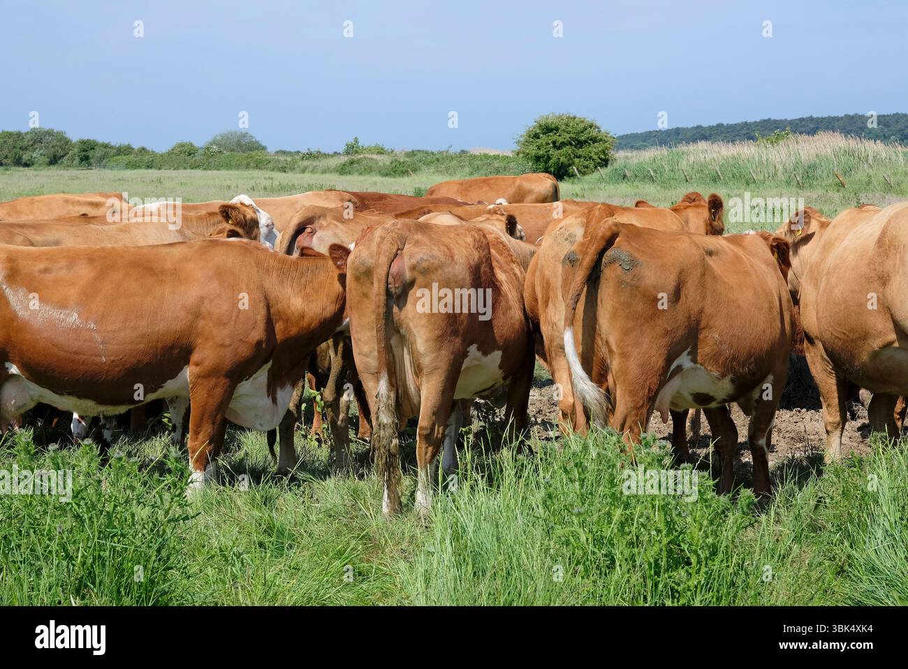 vista posteriore del bestiame nel campo, holkham, norfolk settentrionale, inghilterra Foto Stock