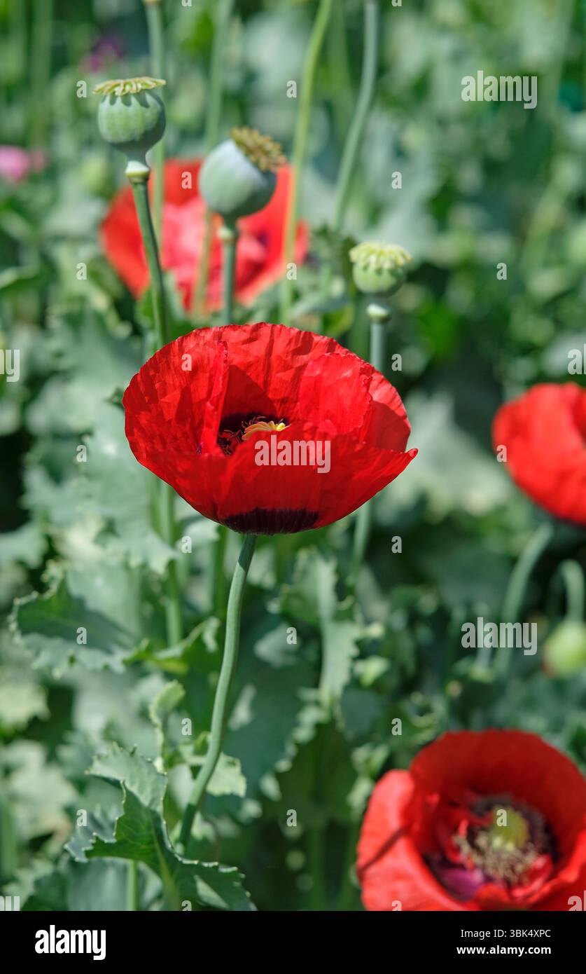 papaveri rossi in un giardino di cottage inglese, norfolk, inghilterra Foto Stock