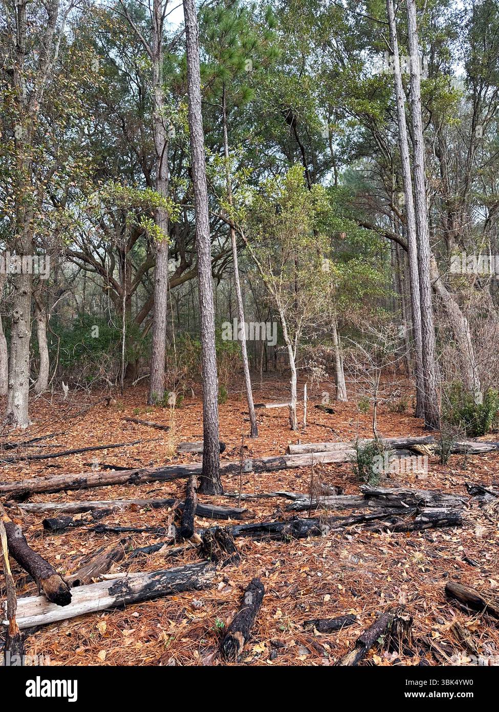 Tronchi carbonizzati sparsi su un fondo boschivo ricoperto di aghi di pino, suggeriscono l'attività del fuoco passato tra alberi alti e fitte fogliame in una tranquilla foresta Foto Stock