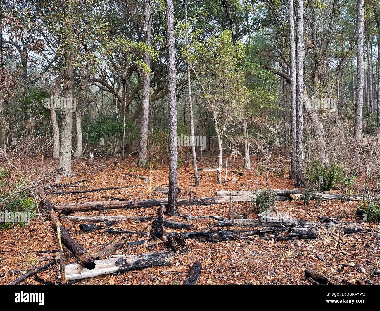 Tronchi carbonizzati sparsi su un fondo boschivo ricoperto di aghi di pino, suggeriscono l'attività del fuoco passato tra alberi alti e fitte fogliame in una tranquilla foresta Foto Stock