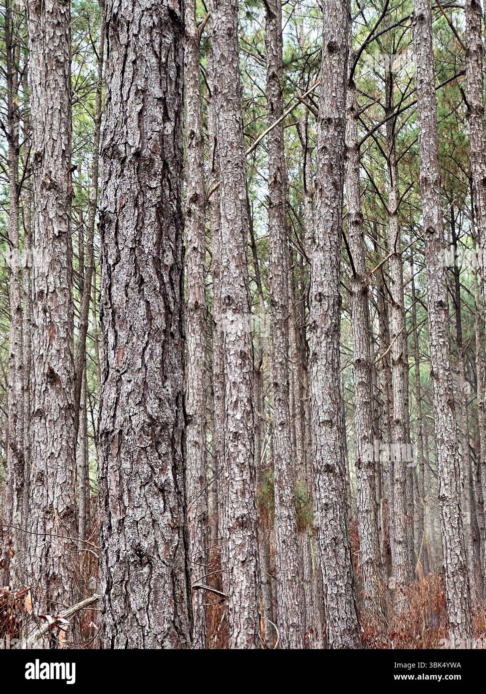 Alti pini si ergono vicini in una fitta foresta, mostrando corteccia testurizzata e aghi verdi in un ambiente boschivo naturale Foto Stock