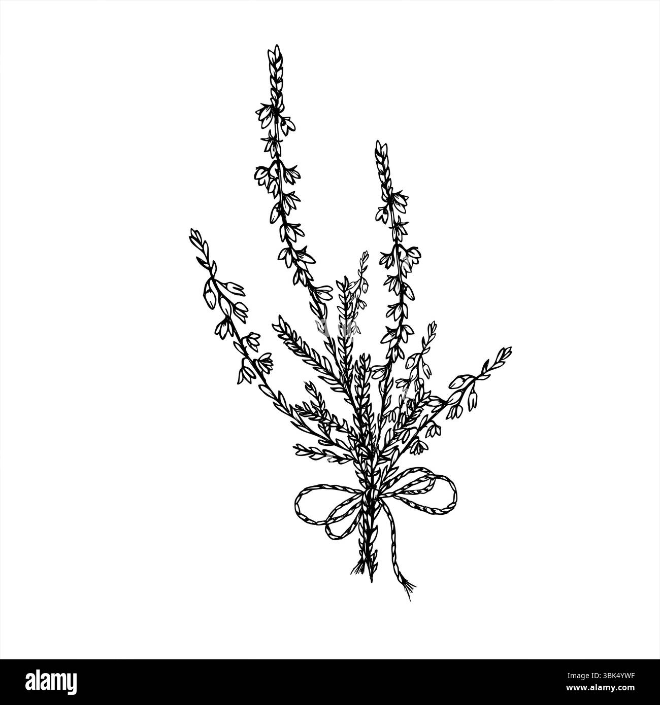 Bouquet vettoriale monocromatico di rami di erica con fiocco decorativo. Disegno con incisione di piante in fiore nordico per inviti di nozze, etichetta rustica, erbe Illustrazione Vettoriale