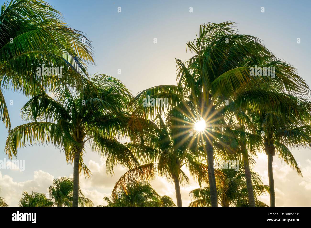 Stella del sole al tramonto e palme a Palm Beach, Florida, cielo tropicale e sfondo estivo Foto Stock
