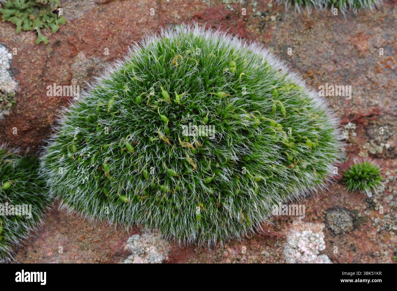 Grimmia imbottita in grigio / Pulvinate Dry Rock Moss (Grimmia pulvinata) che cresce su pietra di vecchie mura, Berwickshire, Scozia, gennaio Foto Stock