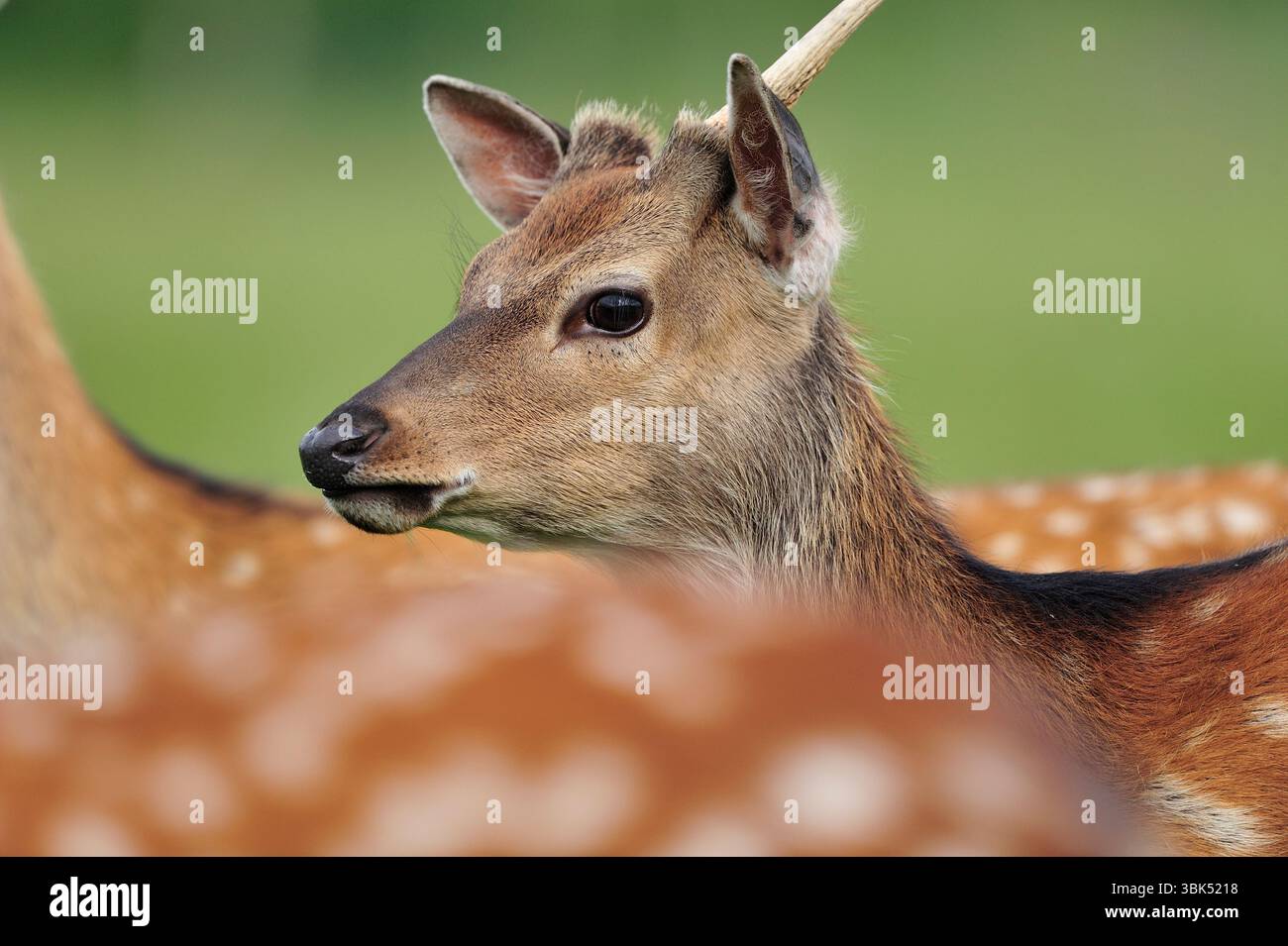 Sika Deer (Cervus nippon) primo piano di animali in cattività in un colorato cappotto estivo nel parco dei cervi, Fife, Scozia, luglio Foto Stock