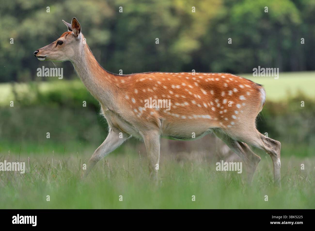 Sika Deer (Cervus nippon), animale in cattività in un colorato cappotto estivo nel parco dei cervi, Fife, Scozia, luglio Foto Stock