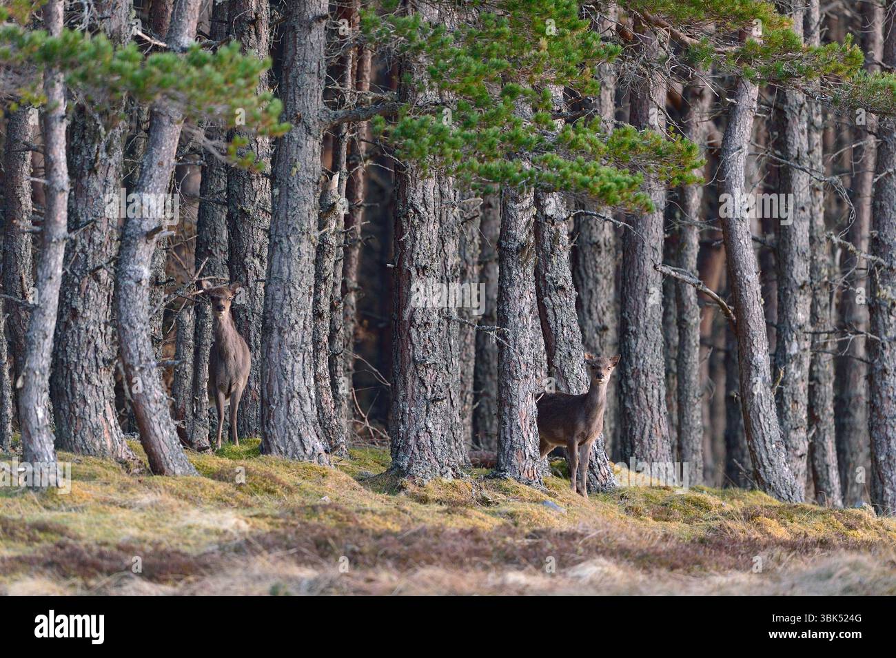 Sika Deer (Cervus nippon) due animali ai margini di una piantagione di pini scozzesi al crepuscolo, Inverness-shire, Scozia, aprile Foto Stock