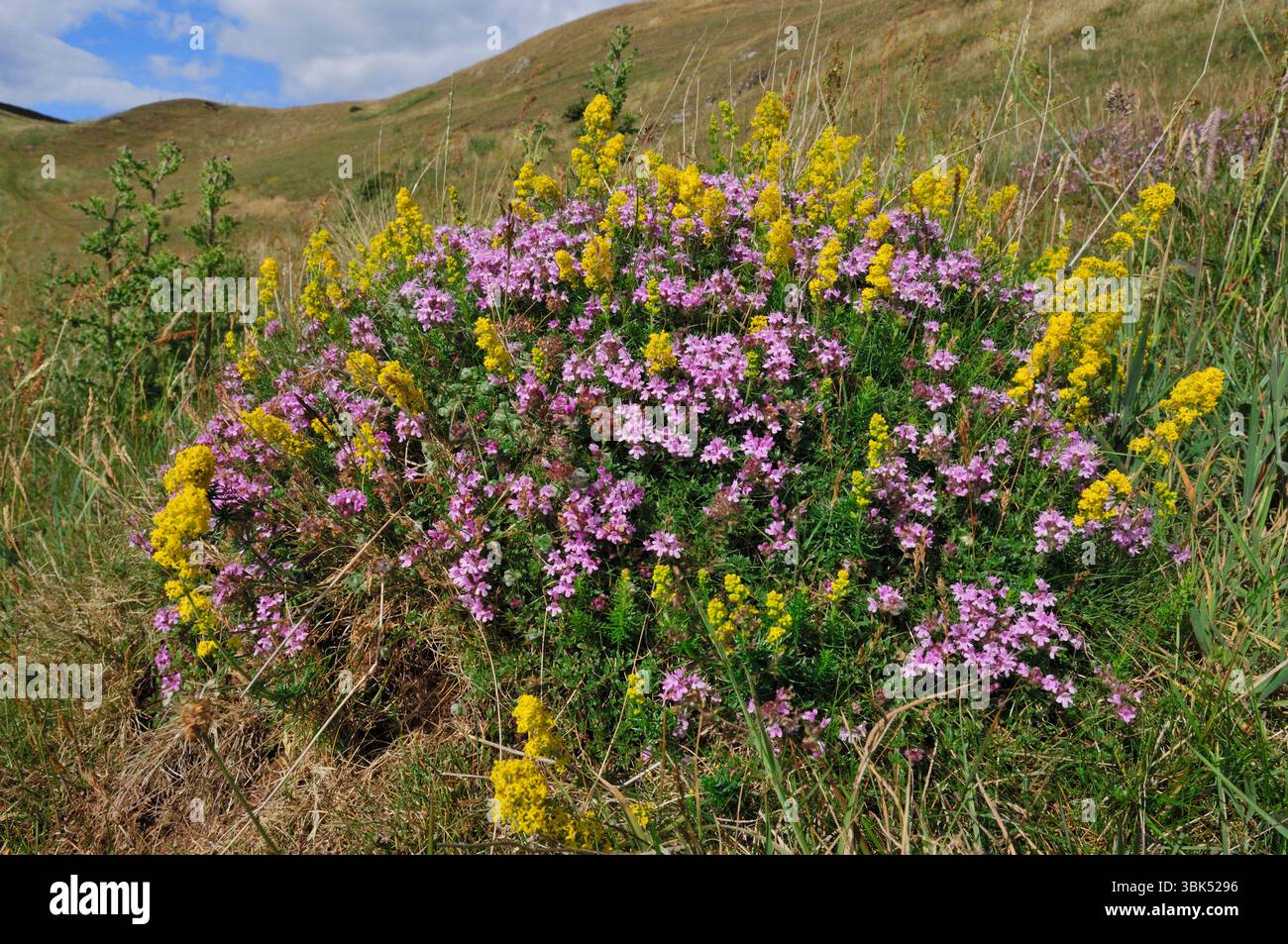 La formica del prato giallo (Lasius flavus) nidifica il tumulo su praterie "non migliorate" colonizzate da timo selvatico (Thymus serpyllum) e Bedstraw (Galium verum) Foto Stock