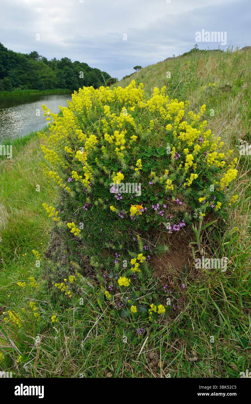 La formica del prato giallo (Lasius flavus) nidifica un tumulo su praterie "non migliorate" colonizzate da timo selvatico (Thymus serpyllum) e Bedstraw (Galium verum). Foto Stock