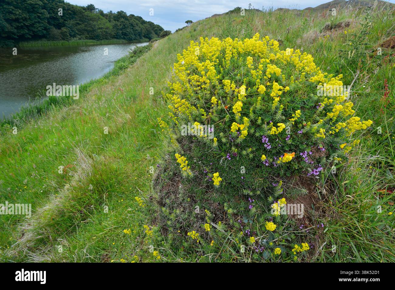 La formica del prato giallo (Lasius flavus) nidifica un tumulo su praterie "non migliorate" colonizzate da timo selvatico (Thymus serpyllum) e Bedstraw (Galium verum). Foto Stock