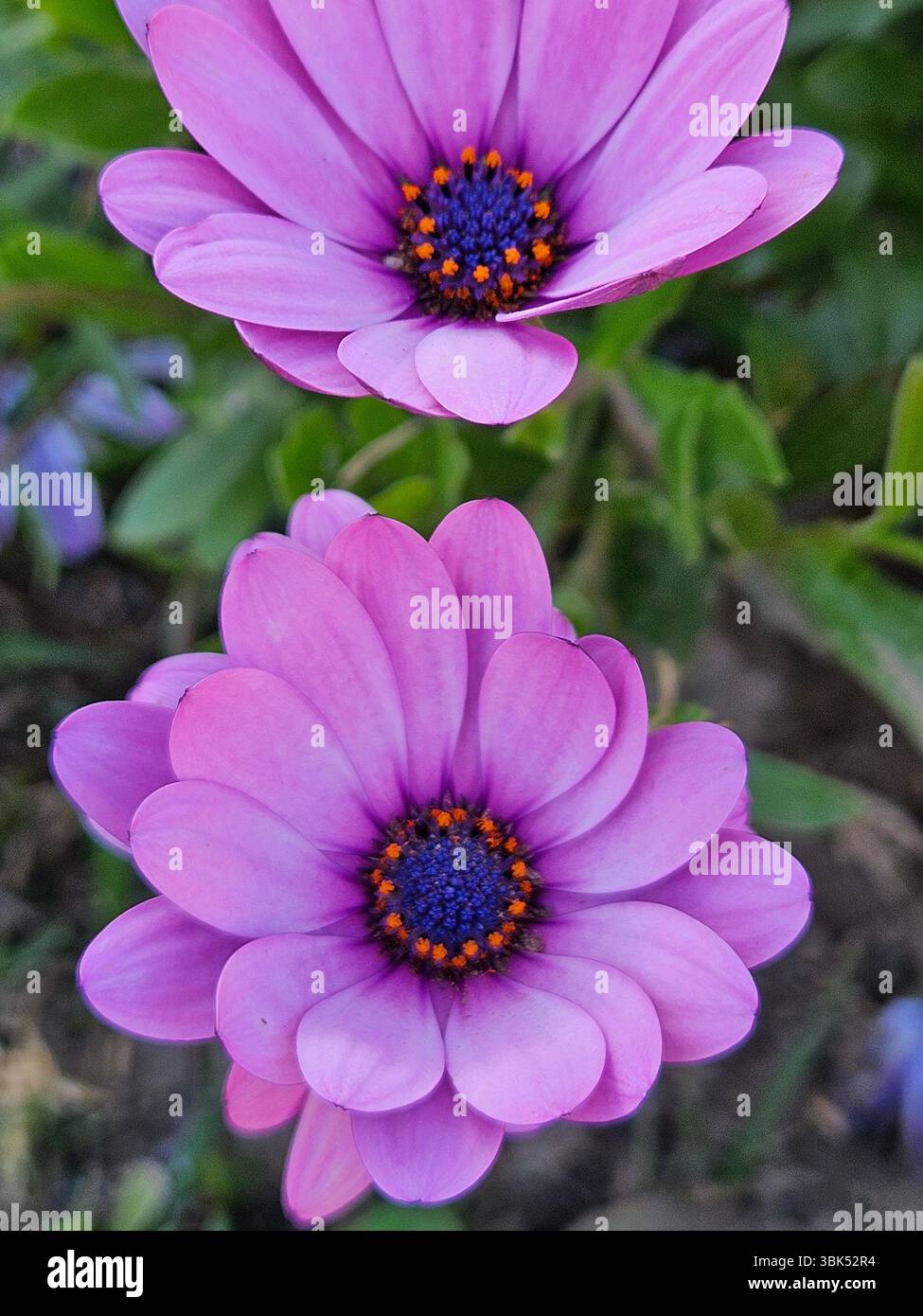 Flores simples da rua; Diversidade de flores; Culinária; praia; viagem e por do sol - Immagine stock catturata con smartphone